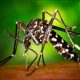 Mairena del Alcor fumigará de forma preventiva para evitar los mosquitos que propagan el virus del Nilo