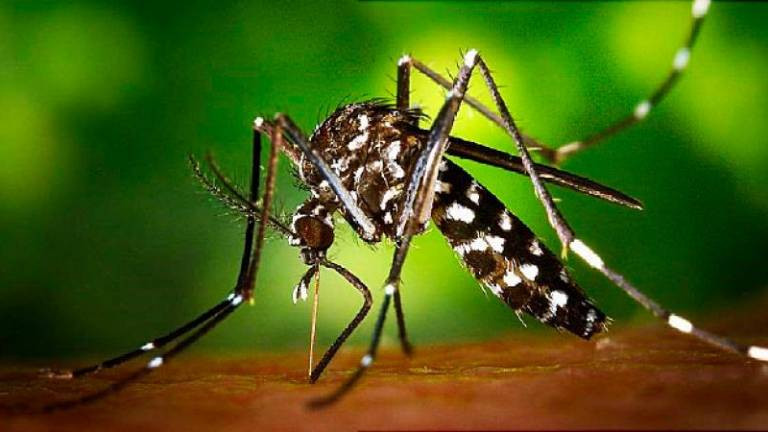 Mairena del Alcor fumigará de forma preventiva para evitar los mosquitos que propagan el virus del Nilo