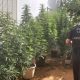 Desmantelada una plantación de marihuana en una urbanización de Arahal