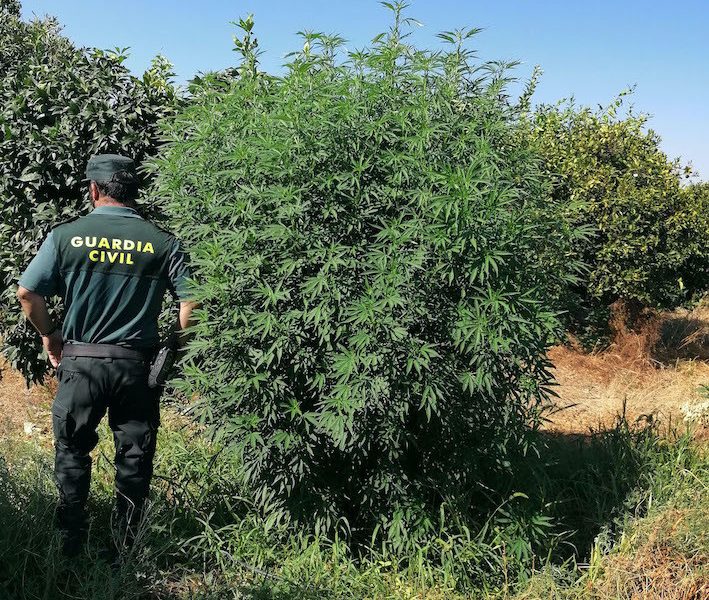 CANTILLANA MARIHUANA copia