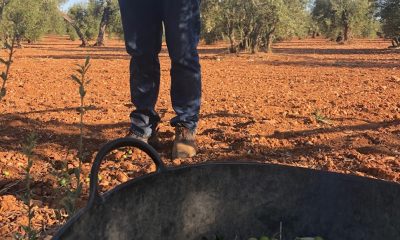 Los agricultores de Arahal, más preocupados por el Covid que por el precio de la aceituna