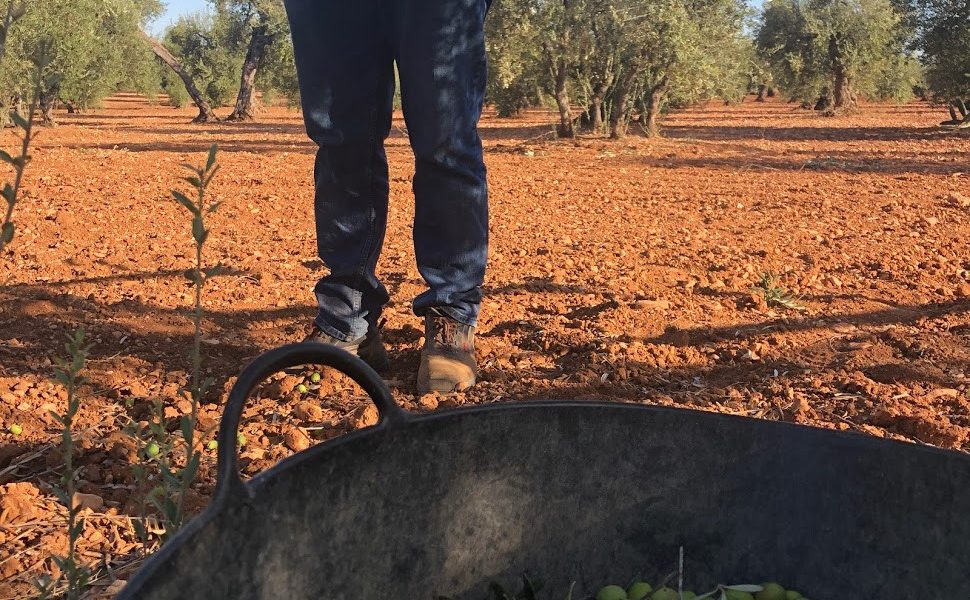 Los agricultores de Arahal, más preocupados por el Covid que por el precio de la aceituna