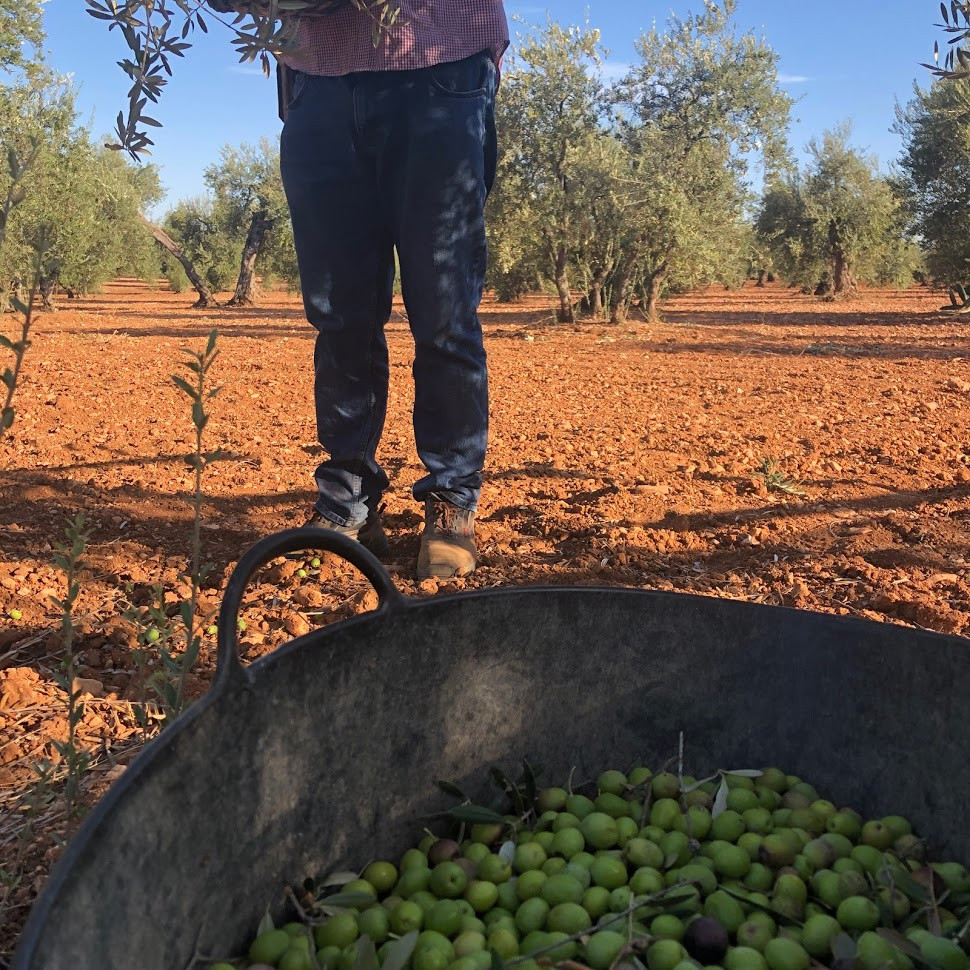 Los agricultores de Arahal, más preocupados por el Covid que por el precio de la aceituna