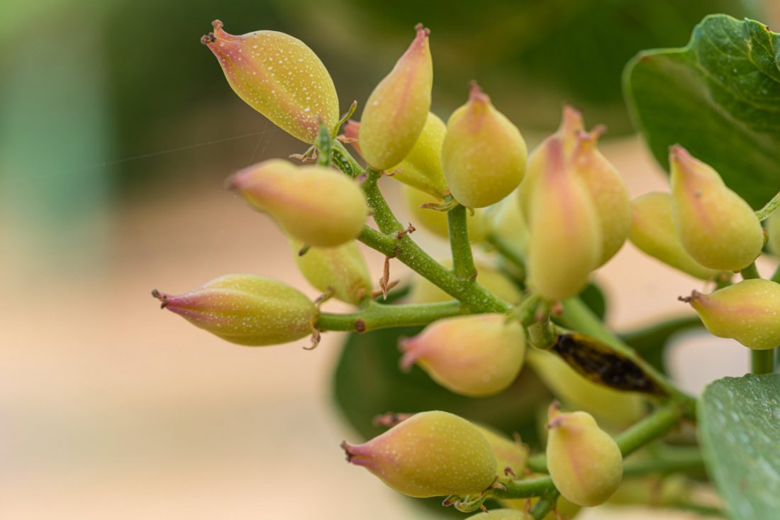 Pistachos El Palomar, referencia en la plantación de un producto con un futuro prometedor