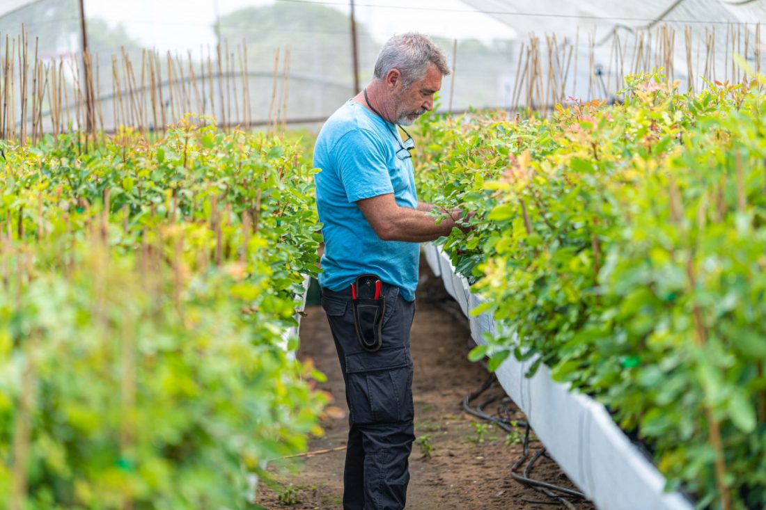 Pistachos El Palomar, referencia en la plantación de un producto con un futuro prometedor