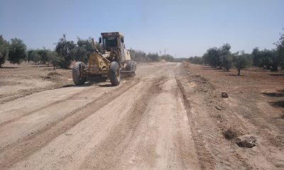 Comienza el arreglo de la vereda Espartero en Arahal de cara a la campaña de aceitunas