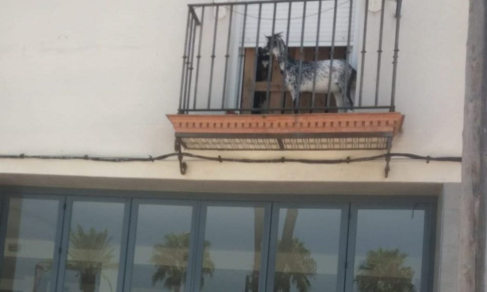 cabra el cuervo