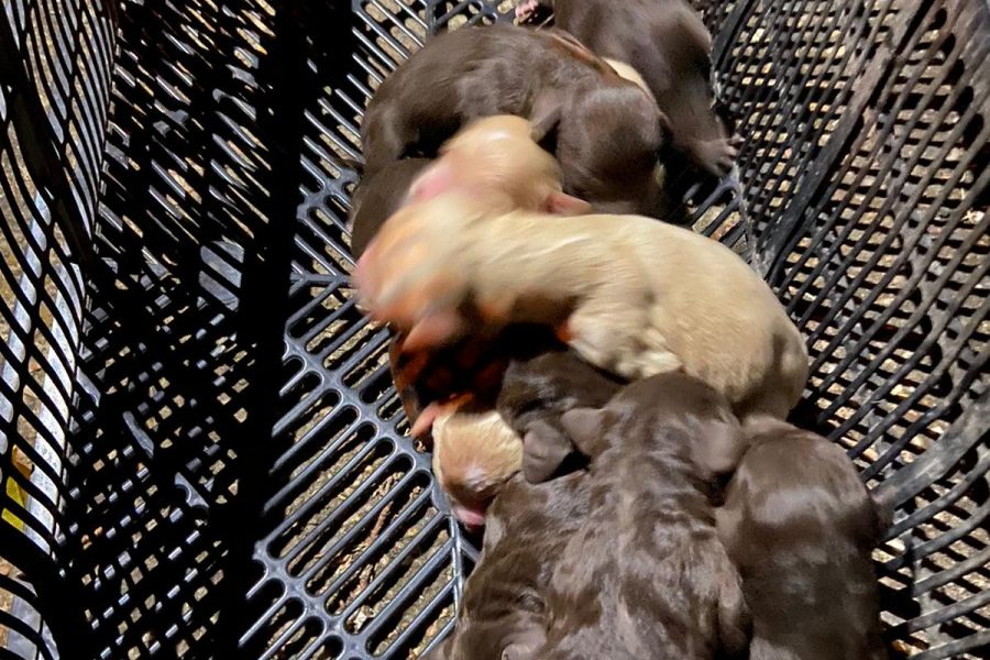 cachorros