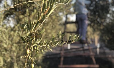 Arrancan los cursos y jornadas de Ifapa sobre olivar para el curso 2020-2021