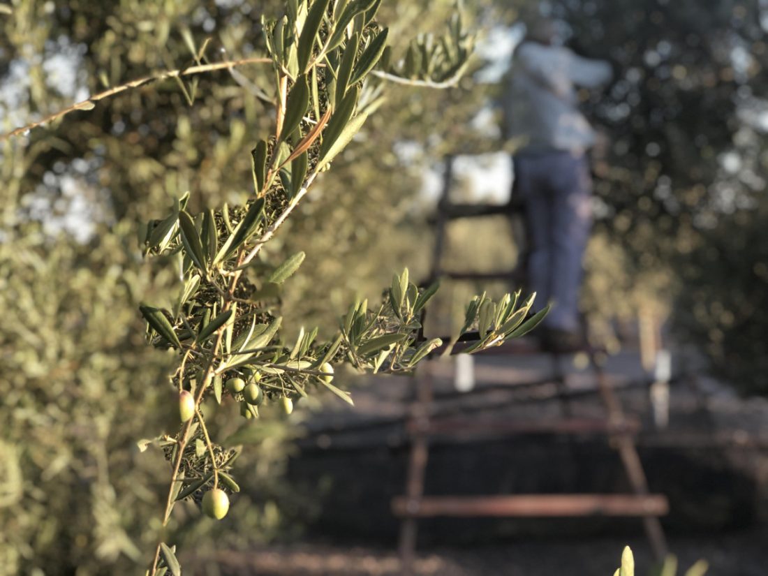 Arrancan los cursos y jornadas de Ifapa sobre olivar para el curso 2020-2021
