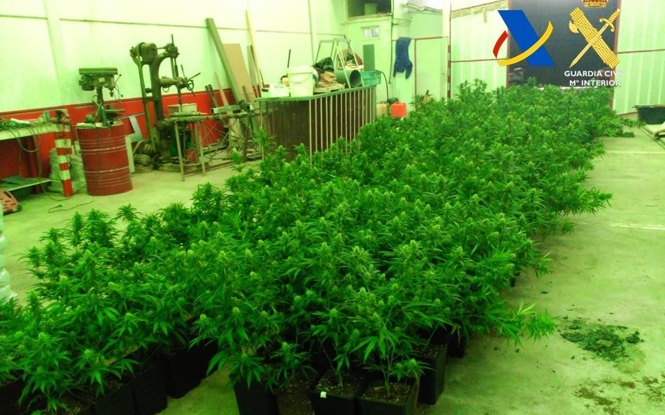 marihuana