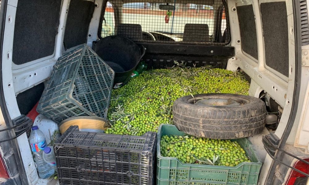 La Policía Local de Arahal intercepta un vehículo con casi 300 kilos de aceitunas robadas