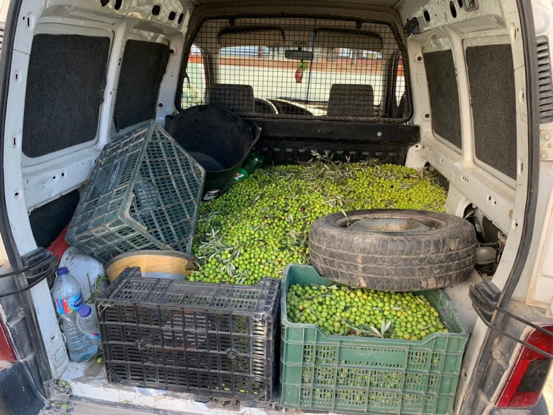 La Policía Local de Arahal intercepta un vehículo con casi 300 kilos de aceitunas robadas