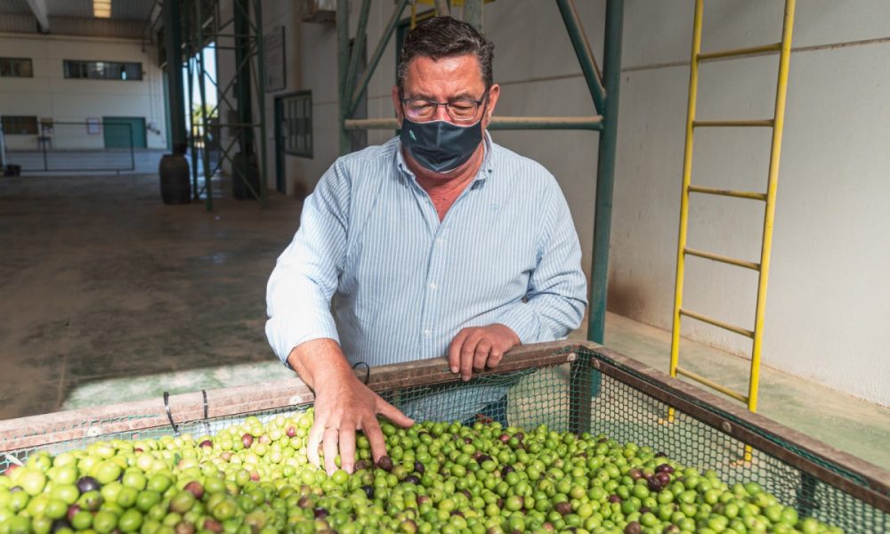 Gabriel Cabello, presidente de Agro Sevilla: "Las gordales se venden dentro de un Dry Martini"
