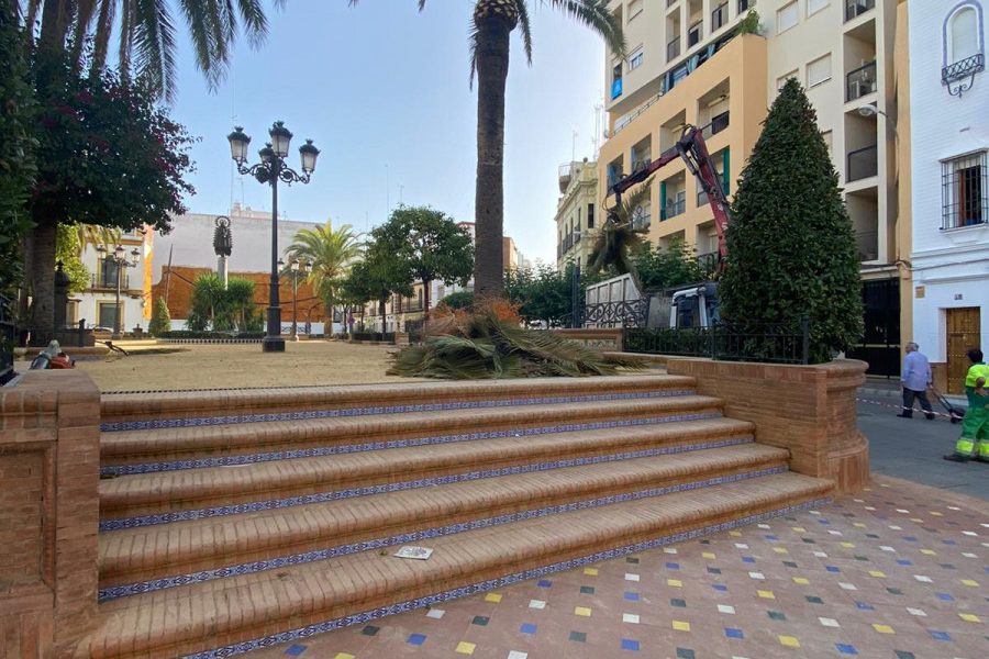 Campaña de poda y tratamiento contra plagas de más de 200 palmeras en Alcalá