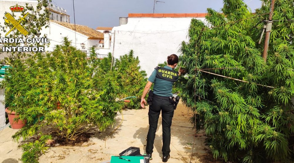 Un detenido y varios investigados en Aznalcóllar por el cultivo de marihuana en una vivienda ocupada ilegalmente