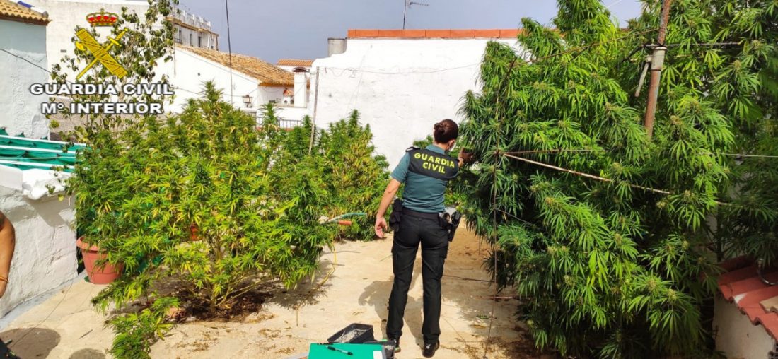 Un detenido y varios investigados en Aznalcóllar por el cultivo de marihuana en una vivienda ocupada ilegalmente