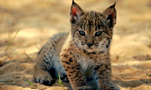 El nuevo "baby boom" de la naturaleza andaluza