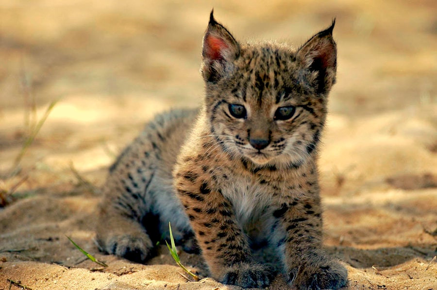 El nuevo "baby boom" de la naturaleza andaluza