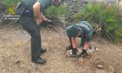 La Guardia Civil libera un zorro atrapado en un cepo, en una finca de El Castillo de las Guardas