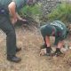 La Guardia Civil libera un zorro atrapado en un cepo, en una finca de El Castillo de las Guardas