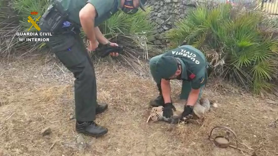 La Guardia Civil libera un zorro atrapado en un cepo, en una finca de El Castillo de las Guardas