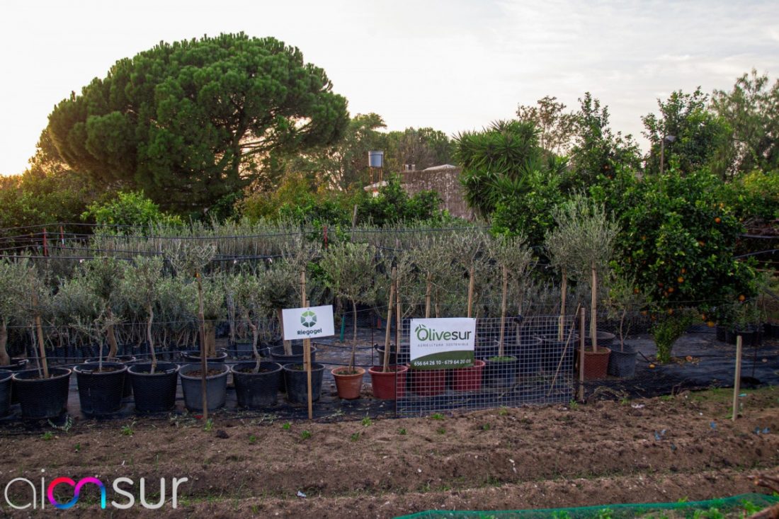 Olivos para el confinamiento en Arahal