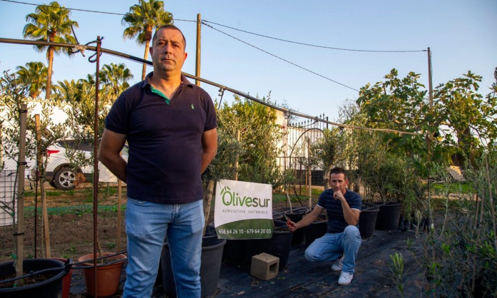 Olivos para el confinamiento en Arahal