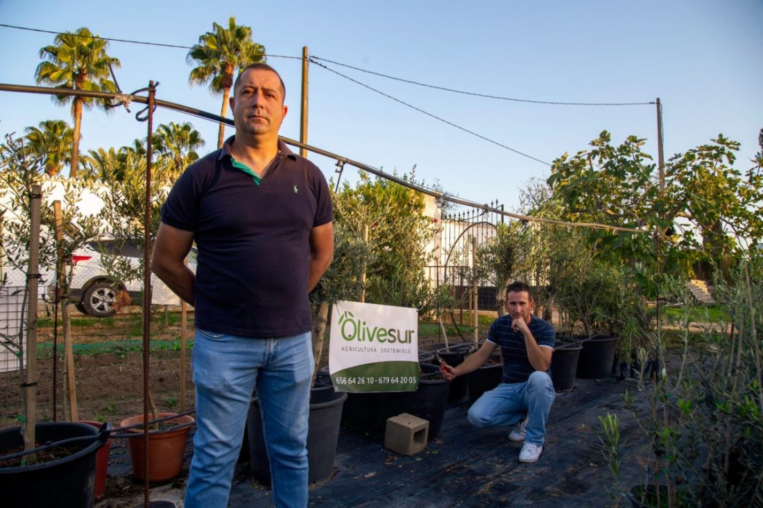 Olivos para el confinamiento en Arahal