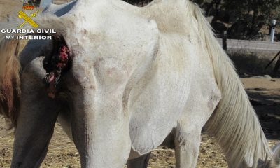 Encuentran 28 caballos desnutridos y en evidente abandono en una finca de El Pedroso