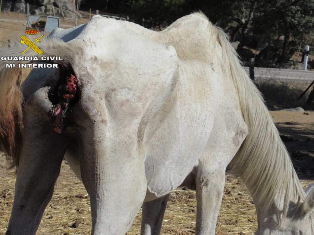 Encuentran 28 caballos desnutridos y en evidente abandono en una finca de El Pedroso