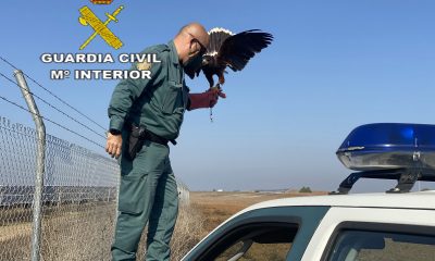 La Guardia Civil recupera un halcón atrapado en una valla metálica