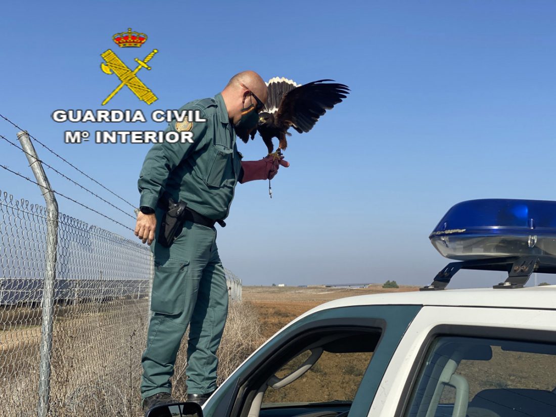 La Guardia Civil recupera un halcón atrapado en una valla metálica