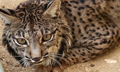 El lince errante de Rociana del Condado