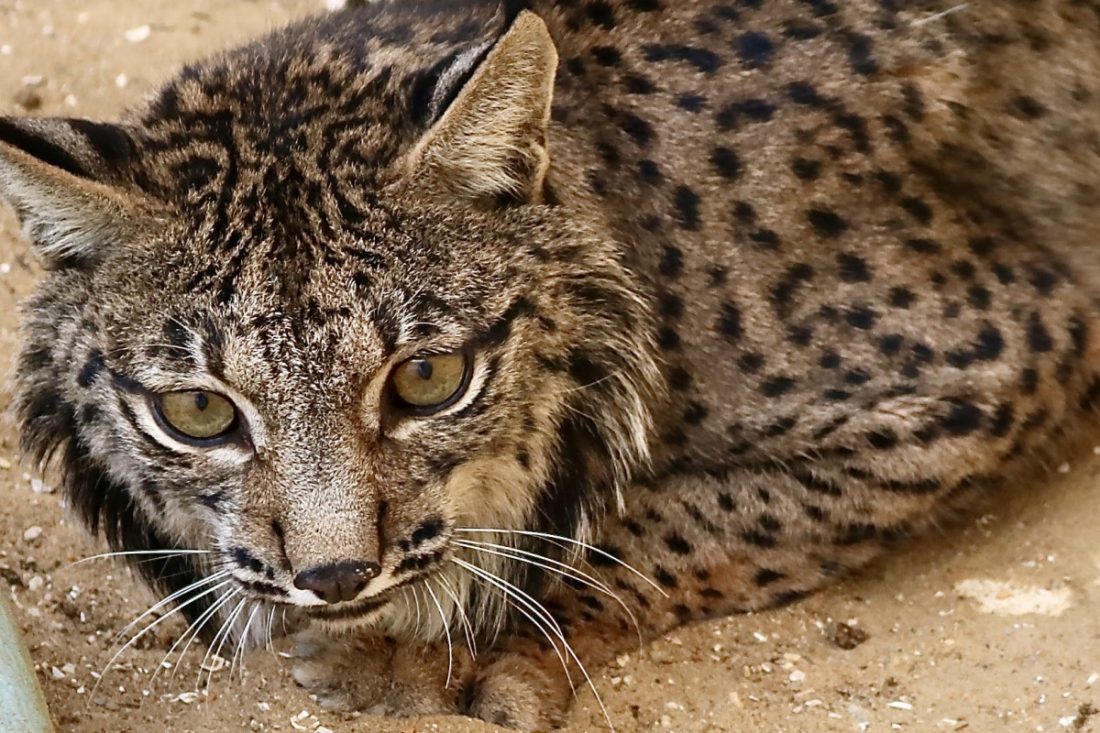 El lince errante de Rociana del Condado