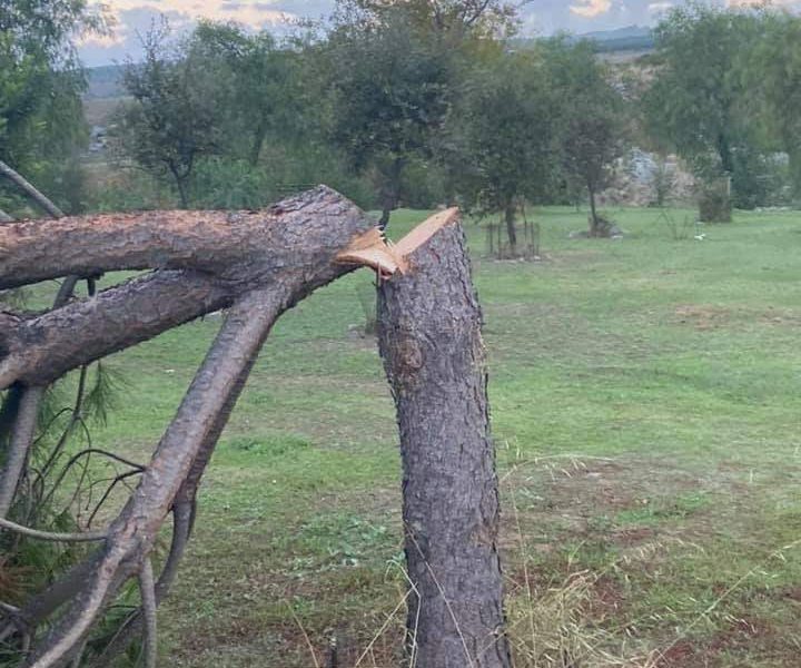 Pinos ataque