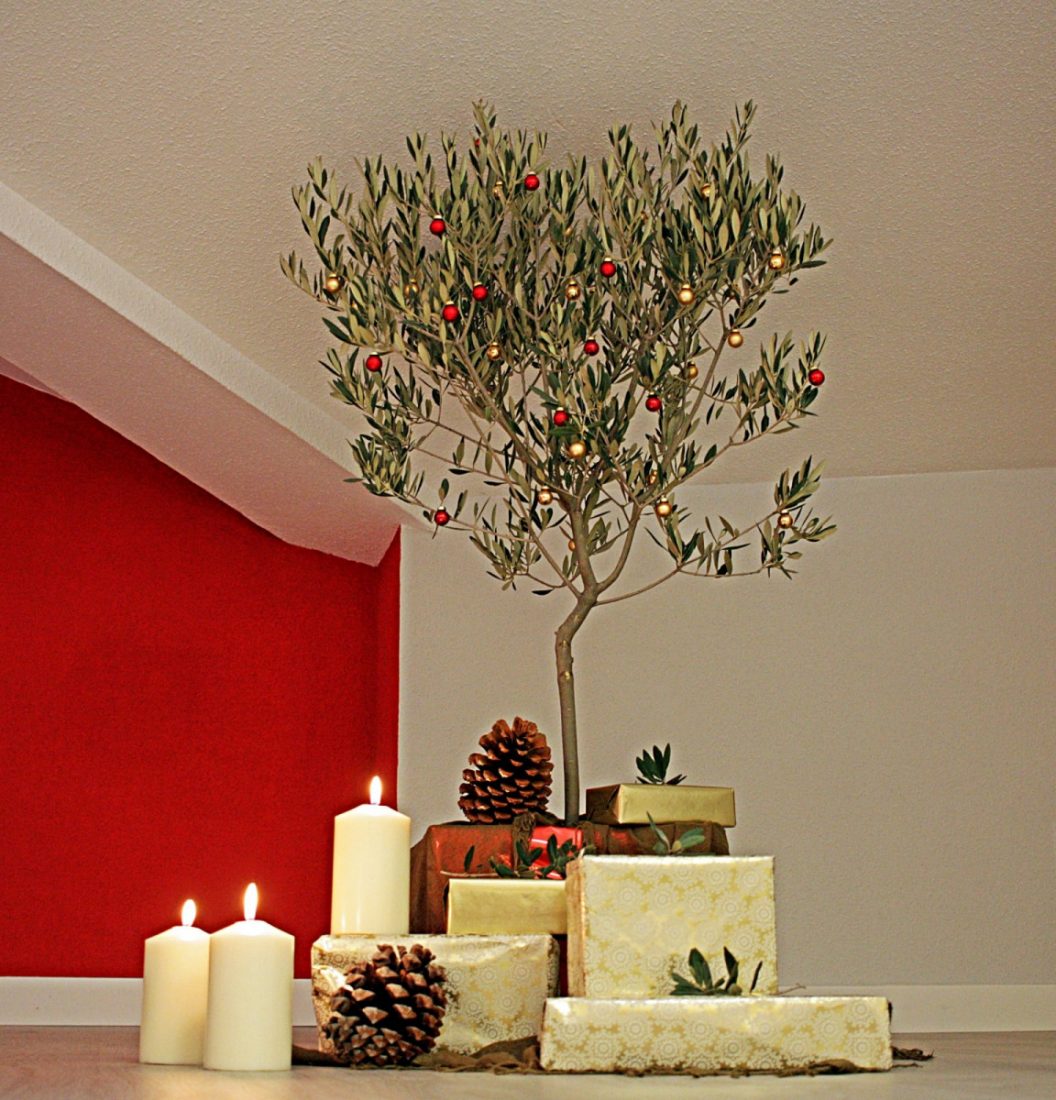 Proponen colocar un olivo como árbol de Navidad en El Viso del Alcor