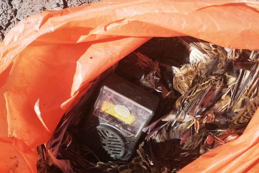 Sorprenden a una persona cazando aves insectívoras en un paraje de Lebrija
