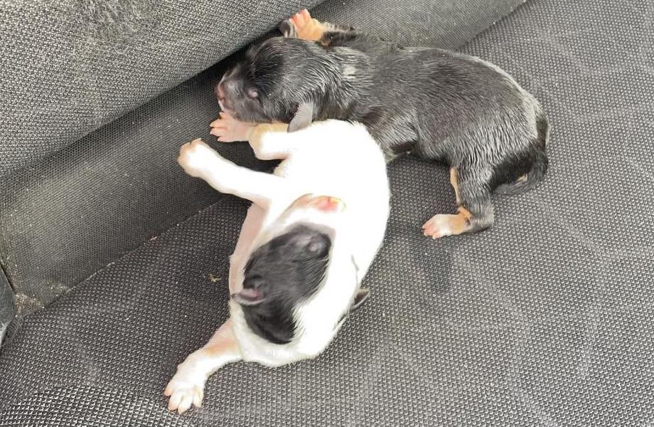 cachorros valverde