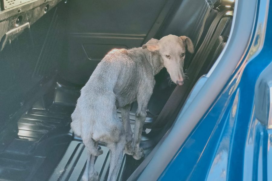 Detenido el propietario de 5 galgos utilizados en peleas callejeras
