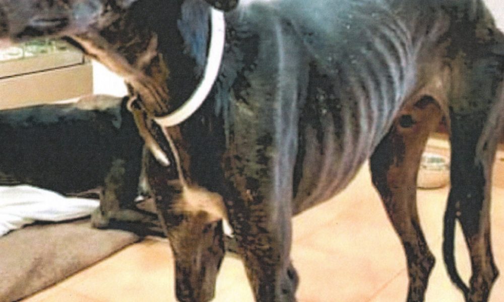 galgos maltrata