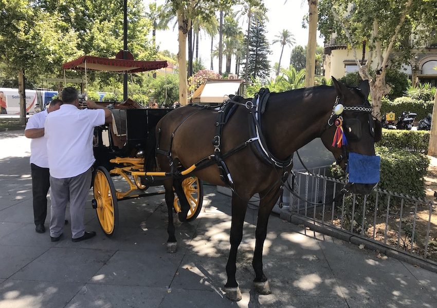 Hosteleros y coches de caballos se unen para ayudar a salir adelante