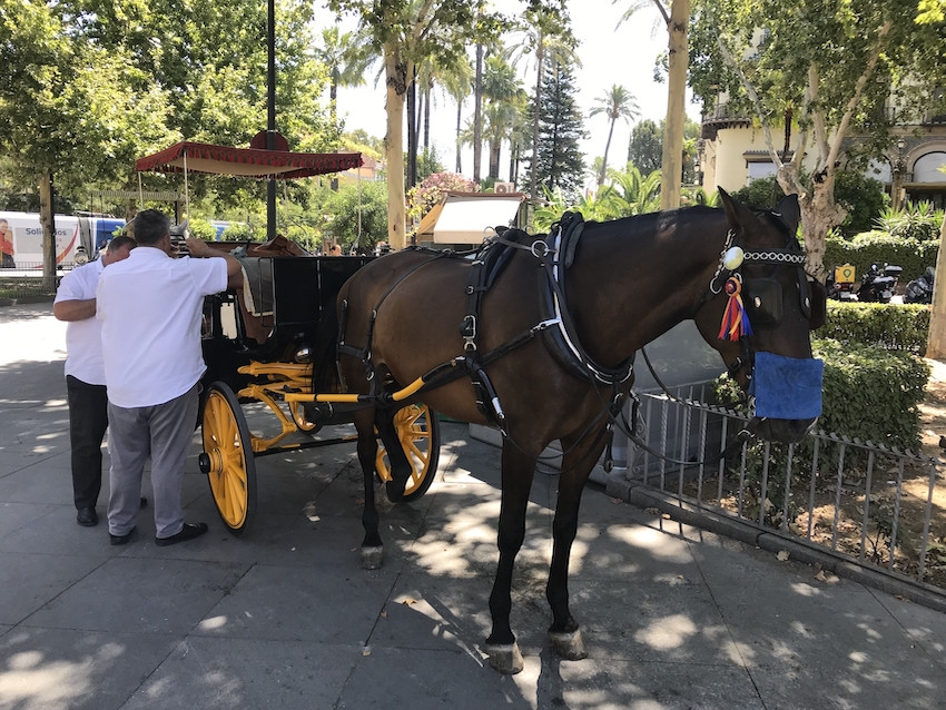 Hosteleros y coches de caballos se unen para ayudar a salir adelante