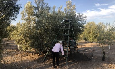 Agricultura prevé que unos 222.000 andaluces soliciten ayudas por valor de 1.555 millones