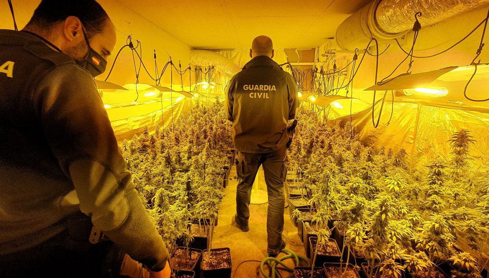 Desmantelada una plantación de marihuana en una nave de Los Palacios