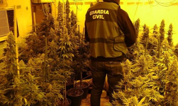 Desmantelan una plantación de marihuana "enganchada" a la electricidad de un instituto de La Puebla de Cazalla