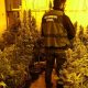 Desmantelan una plantación de marihuana "enganchada" a la electricidad de un instituto de La Puebla de Cazalla