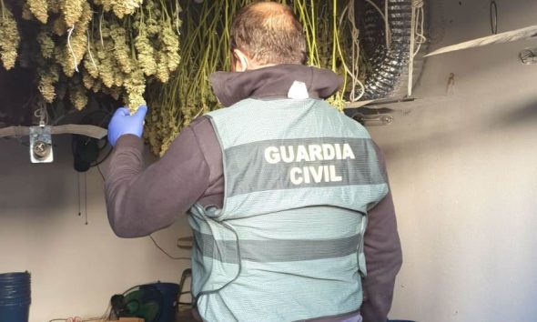 Desmantelada una plantación de cultivo indoor y elaboración de marihuana en la Roda de Andalucía