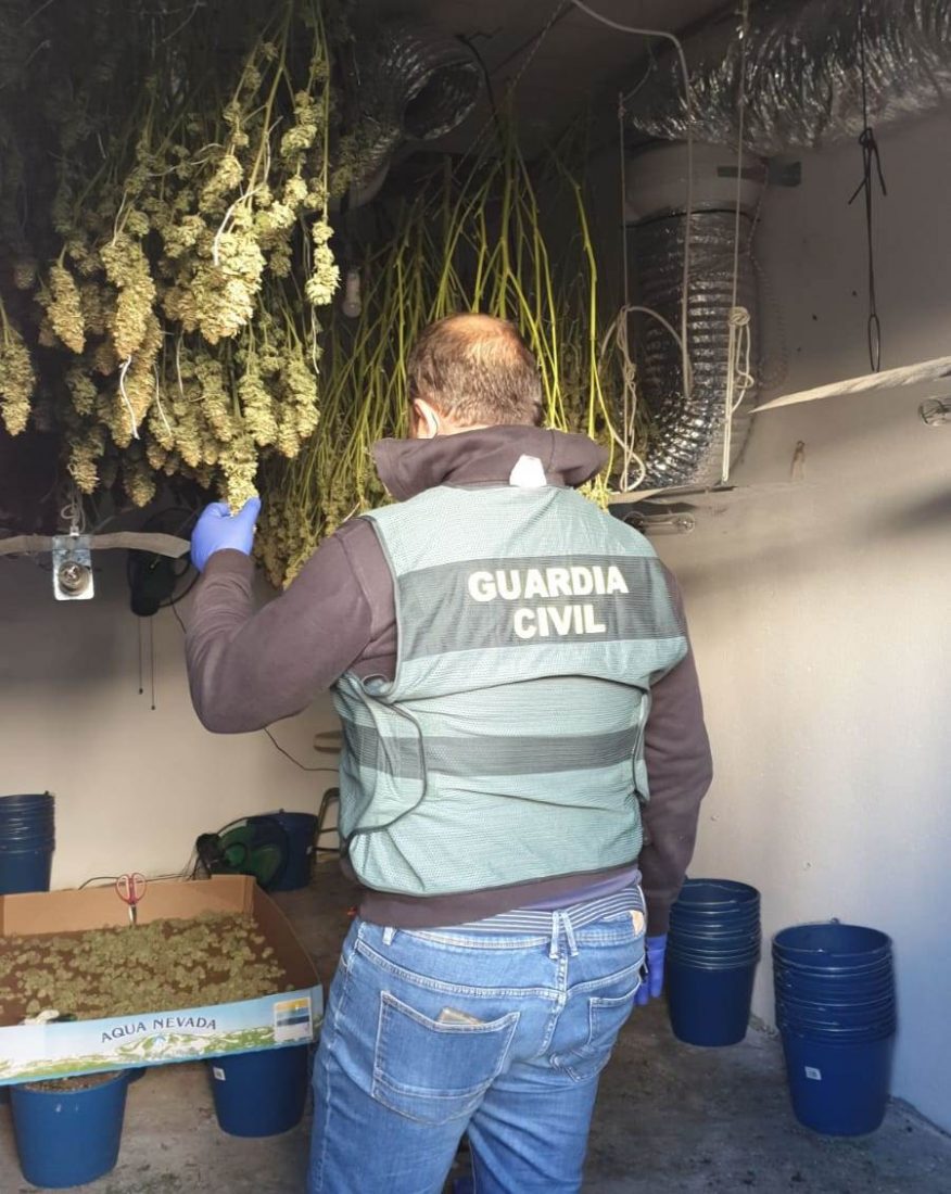Desmantelada una plantación de cultivo indoor y elaboración de marihuana en la Roda de Andalucía