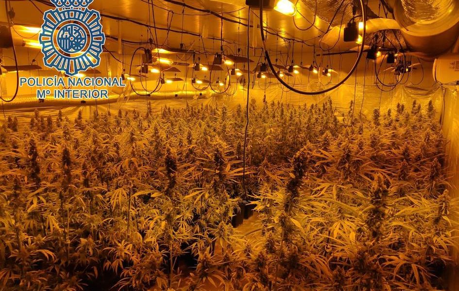 marihuana policia